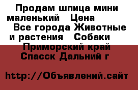 Продам шпица мини маленький › Цена ­ 15 000 - Все города Животные и растения » Собаки   . Приморский край,Спасск-Дальний г.
